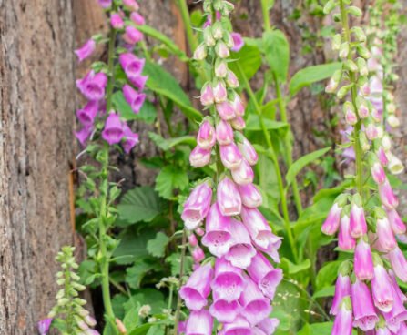 Digitalis, sõrmkübar (2)