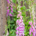 Digitalis, sõrmkübar (2)