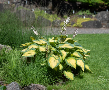 1793_10879_Hosta_Pauls_Glory_.jpg