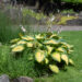 1793_10879_Hosta_Pauls_Glory_.jpg