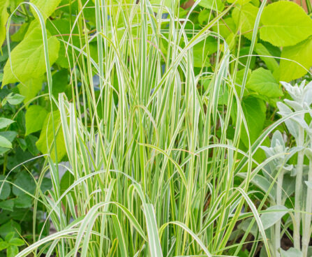 Calamagrostis x acutiflora `Overdam` teravaõieline kastik (1)