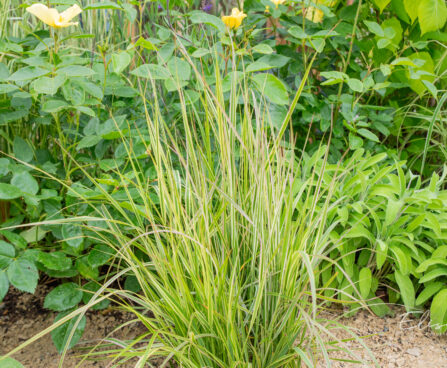 Calamagrostis x acutiflora `Overdam` teravaõieline kastik (2)