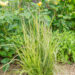 Calamagrostis x acutiflora `Overdam` teravaõieline kastik (2)