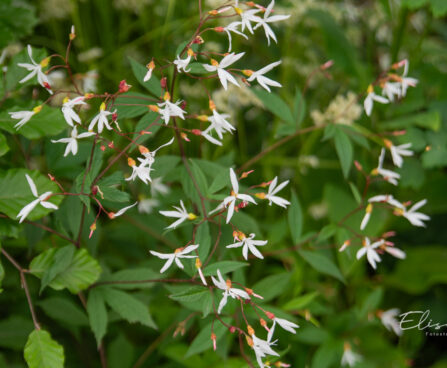Gillenia trifoliata kolmelehine piiskenelas