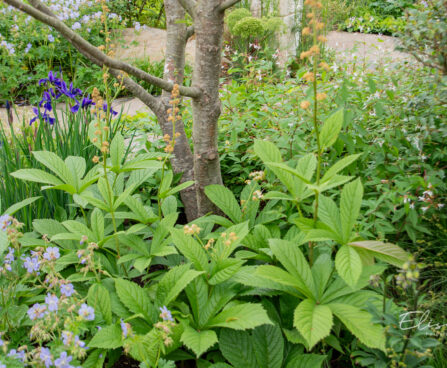 Rodgersia aesculifolia hobukastanilehine rodgersia