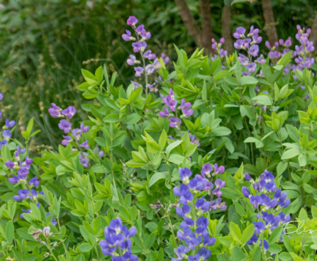 Baptisia `Bright Blue` baptiisia (1)