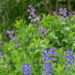 Baptisia `Bright Blue` baptiisia (1)