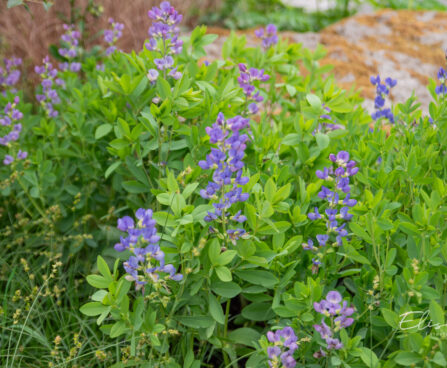 Baptisia `Bright Blue` baptiisia (2)