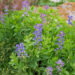 Baptisia `Bright Blue` baptiisia (2)