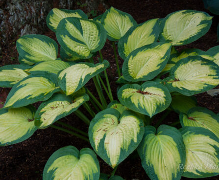 1793_5532_Hosta_Pauls_Glory.jpg