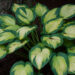 1793_5532_Hosta_Pauls_Glory.jpg