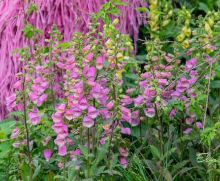 Digitalis sõrmkübaralill