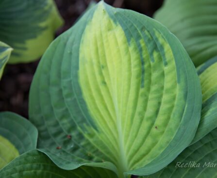 1793_8423_Hosta_Pauls_Glory_.JPG