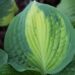 1793_8423_Hosta_Pauls_Glory_.JPG