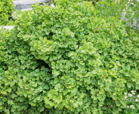 Ginkgo biloba, hõlmikpuu