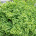 Ginkgo biloba, hõlmikpuu