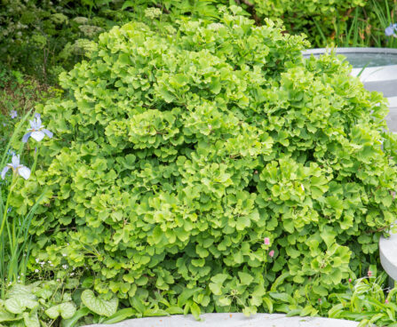 Ginkgo biloba, hõlmikpuu (2)