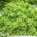 Ginkgo biloba, hõlmikpuu (2)