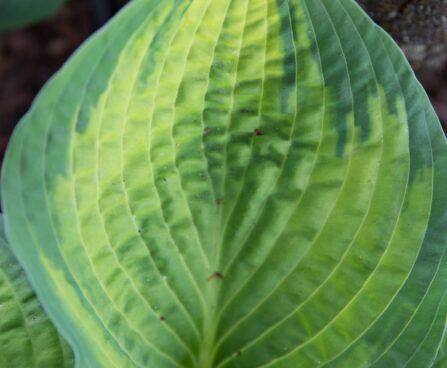 1793_8424_Hosta_Pauls_Glory__2.JPG