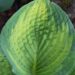 1793_8424_Hosta_Pauls_Glory__2.JPG