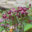 Astrantia major `Claret` suur tähtputk