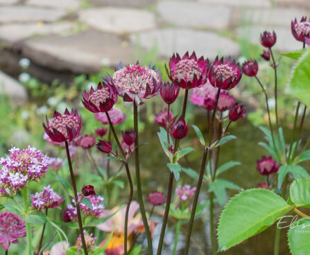 Astrantia major `Claret` suur tähtputk