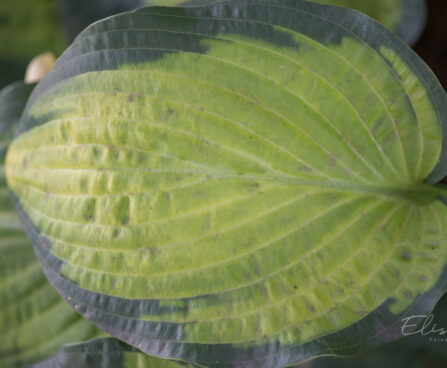 1793_9302_Hosta_Pauls_Glory__2.JPG