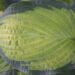 1793_9302_Hosta_Pauls_Glory__2.JPG