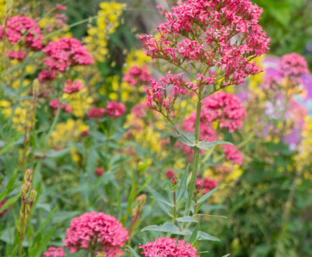 Centranthus ruber punane kannuslill