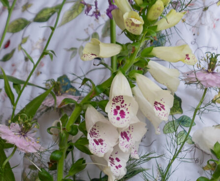 Digitalis ,sõrmkübar (1)