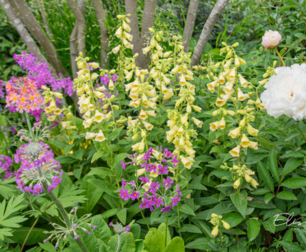 Digitalis, sõrmkübar ja Primula