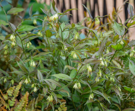 Disporum cantoniense `Green Giant` kantoni haldjakell