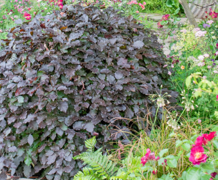Fagus sylvatica, harilik pöök