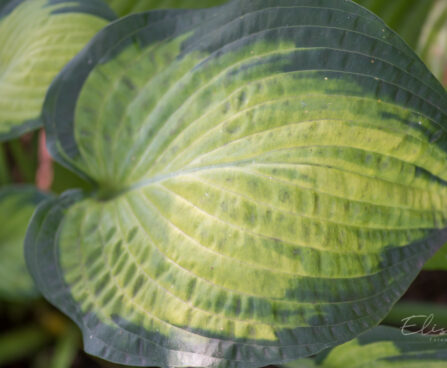 1793_9303_Hosta_Pauls_Glory_.JPG