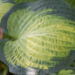 1793_9303_Hosta_Pauls_Glory_.JPG