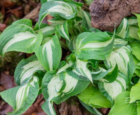 Hosta `Allegan Fog`