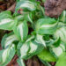Hosta `Allegan Fog`