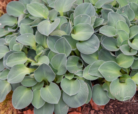 Hosta `Blue Mouse Ears`