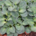 Hosta `Blue Mouse Ears`