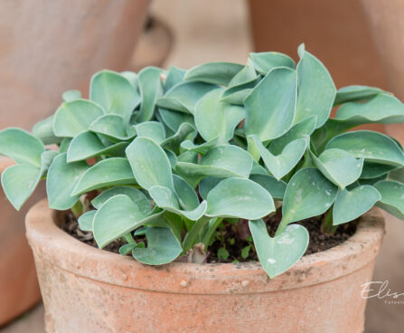 Hosta `Blue Mouse Ears` (2)