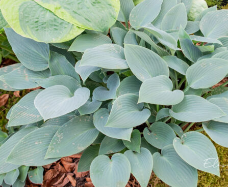 Hosta `Buckshaw Blue`