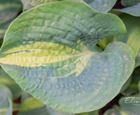 Hosta `Chain Lighting`