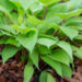 Hosta `Fire Island` (2)