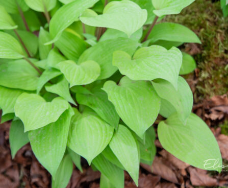 Hosta `Fire Island` (1)