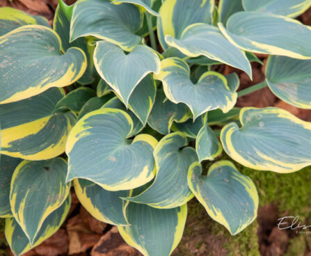 Hosta `First Frost`