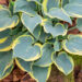 Hosta `First Frost`