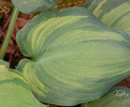Hosta `Guardian Angel`