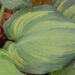 Hosta `Guardian Angel`