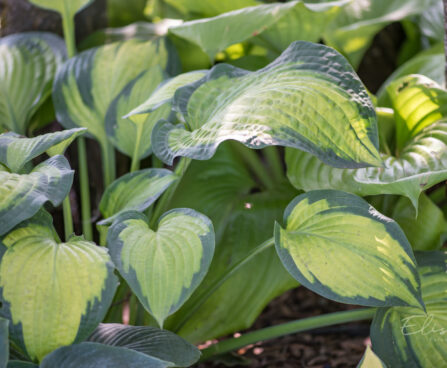 1793_9304_Hosta_Pauls_Glory__3.JPG