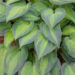 Hosta `June`